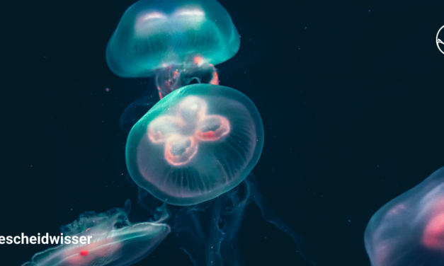 #Bescheidwisserwissen Round 6: Meerestiefen