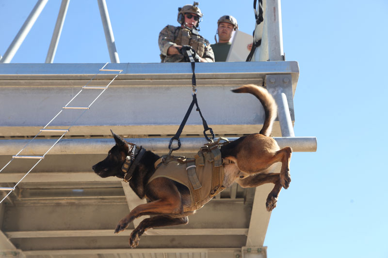 Abseiltraining der Hundestaffel. Foto: USMC