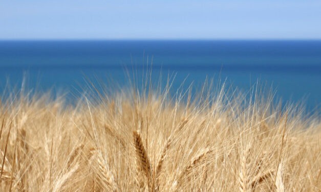 Die Kornkammer in Europa: Ukraine