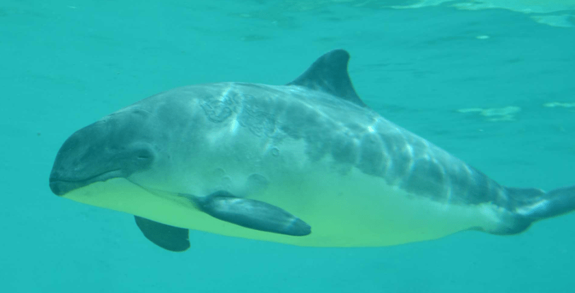 Neue EU-Verordnung in Kraft – Besserer Schutz für den Schweinswal in der Ostsee