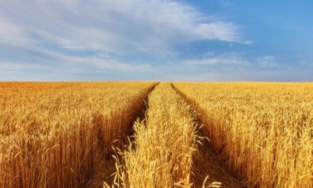 Kroatien bietet Adriahäfen für den Transport ukrainischen Getreides an