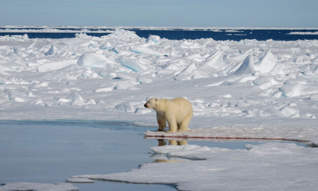 Wenn Inselstaaten im Meer versinken