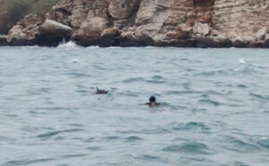 Treibmine vor der bulgarischenKüste bei Tyulenovo, Foto: Bulgarische Marine