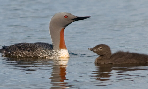 Seevogel des Jahres 2024: Der Sterntaucher