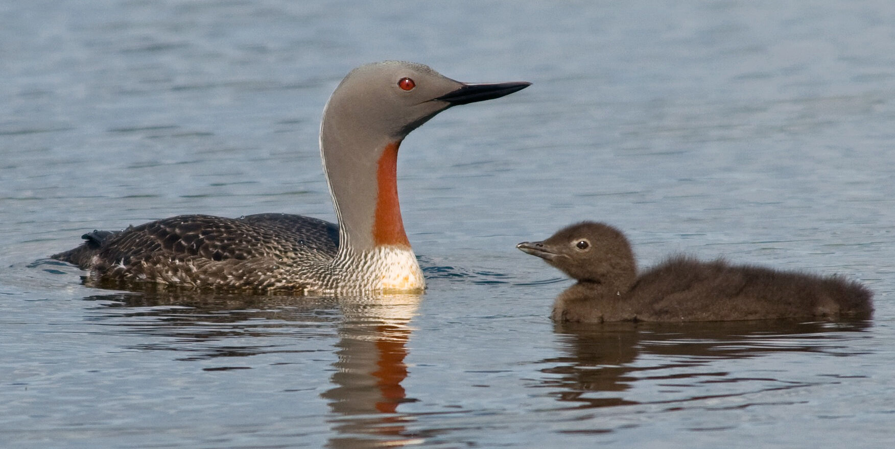 Der Sterntaucher, hier mit Jungtier, ist Seevogel des Jahres 2024 und durch Offshore-Windparks bedroht. Foto: Wikimedia Commons