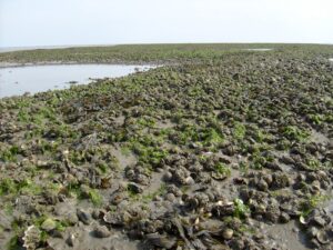 Muschelbank mit Miesmuscheln, Pazifischen Austern und Herzmuscheln auf Schiermonnikoog (NL). Foto: Sonty567 / Gemeinfrei