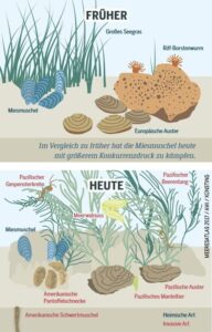Miesmuscheln sind zunehmend invasiven Arten ausgesetzt. Bild: Heinrich-Böll-Stiftung / Meeresatlas 2017