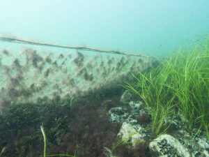Verlorengegangene Fischernetze stellen eine ernsthafte Bedrohung für die maritime Fauna dar. Foto: WWF/Martin Siegel