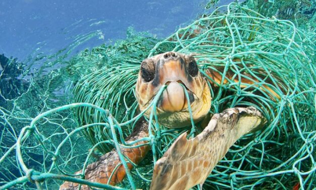 Mit künstlicher Intelligenz gegen verlorene Netze