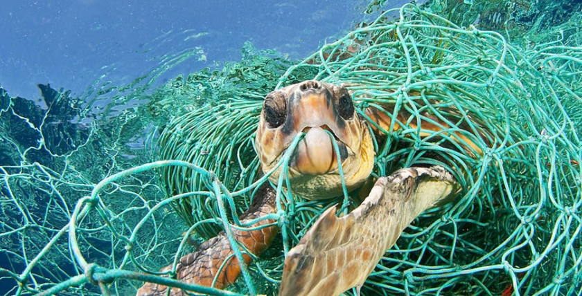 Schildkröte gefangen in einem Netz im Mittelmeer, Foto: WWF/Jordi Chias