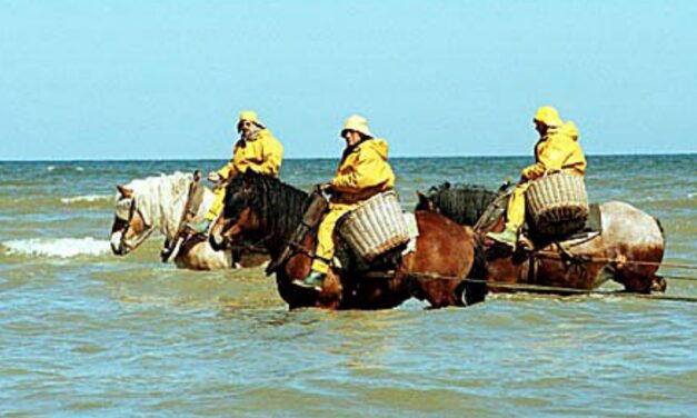 Klimadaten 2024: Nordsee warm wie nie