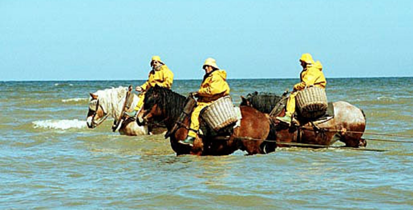 Belgische Krabbenfischer im Wattenmeer. Foto: Fernand Schreel / CC BY-SA 3.0