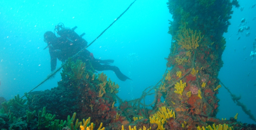 Mit gelben Schwämmen bewachsenes Deck und Mast, Foto: Archiv Nehring