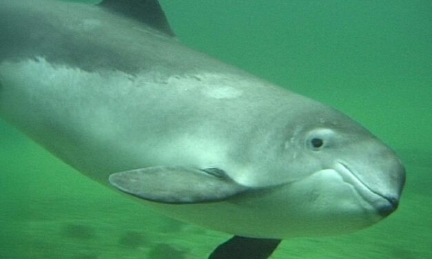 Ruhe für die Schweinswale