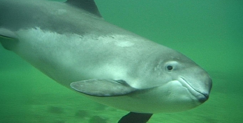 Der Schweinswal steht auf der roten Liste der stark gefährdeten Arten. (Foto: ITAW /PWC)