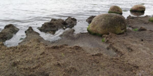 Algenmatten am Strand von Kap Arkona. Bild: UBA/Wera Leujak
