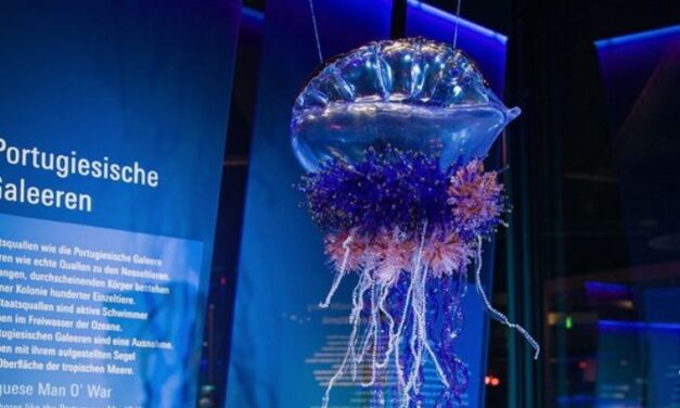 Stralsund – Ausflugstipp Meeresmuseum