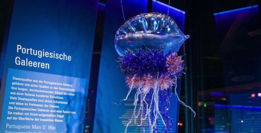 Portugiesische Galeere im Ozeaneum. Bild: Anke Neumeister/DMM